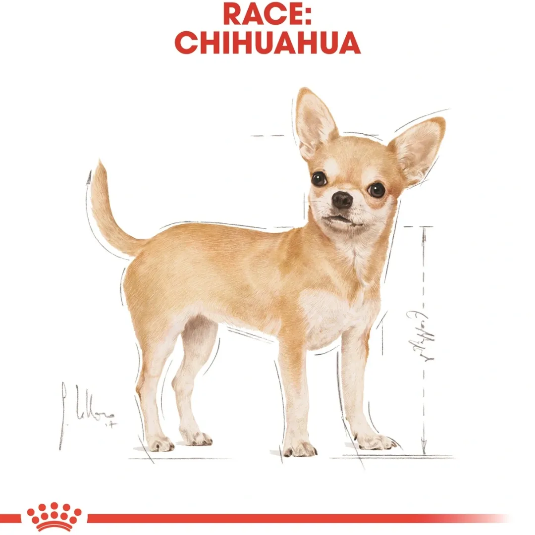 Royal Canin Hundefoder Royal Canin Chihuahua Adult 3 kg - tørfoder til små hunde