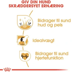 Royal Canin Hundefoder Royal Canin Cocker Spaniel Adult 3 kg - tørfoder til voksne hunde