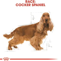 Royal Canin Hundefoder Royal Canin Cocker Spaniel Adult 12 kg - tørfoder til voksne hunde