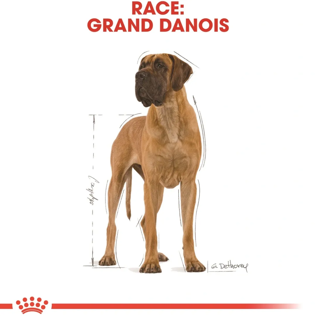 Royal Canin Hundefoder Royal Canin Great Dane Adult 12 kg - tørfoder til voksne hunde