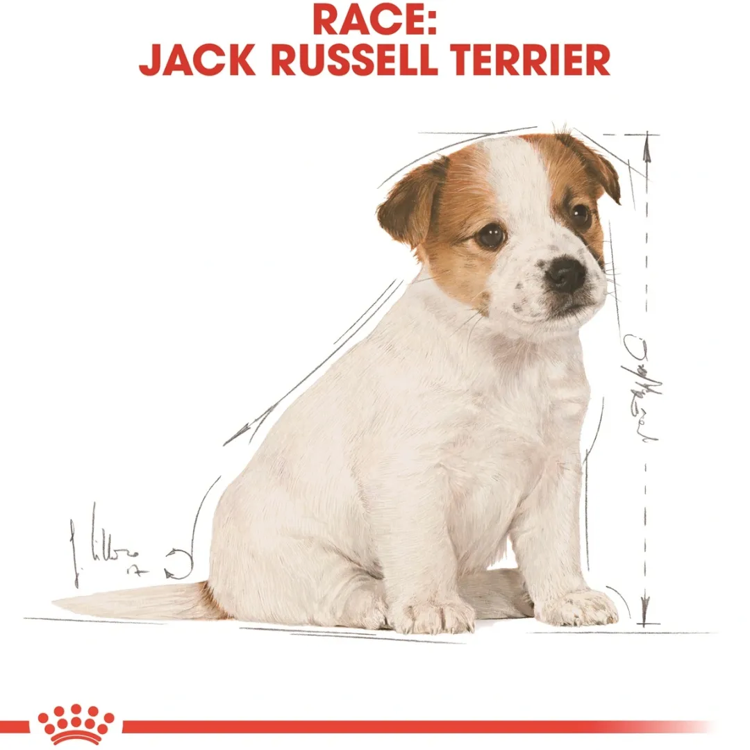 Royal Canin Hundefoder Royal Canin Jack Russell Puppy 1,5 kg - hvalpefoder til energi og vækst