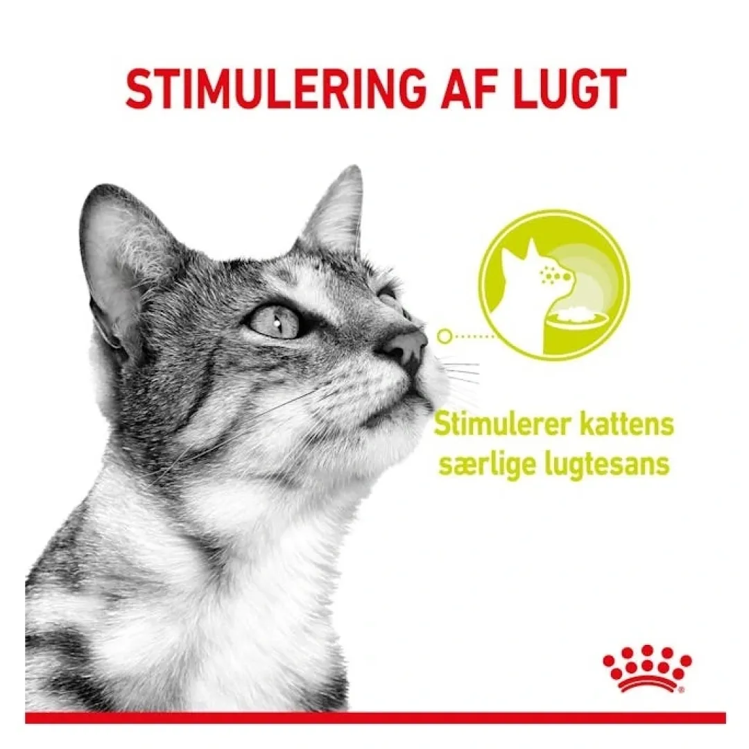 Royal Canin Kattefoder Royal Canin Kattevådmad Sensory Smell Sovs Adult