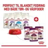 Royal Canin Kattefoder Royal Canin Kattevådmad Sensory Taste Sovs Adult