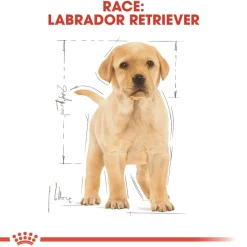 Royal Canin Hundefoder Royal Canin Labrador Retriever Puppy 12 kg - tørfoder til hvalpe