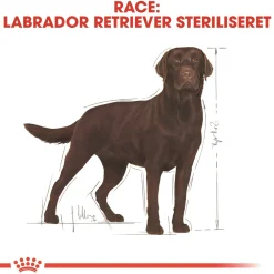Royal Canin Hundefoder Royal Canin Labrador Retriever Sterilised Adult 12 kg - tørfoder til voksne hunde
