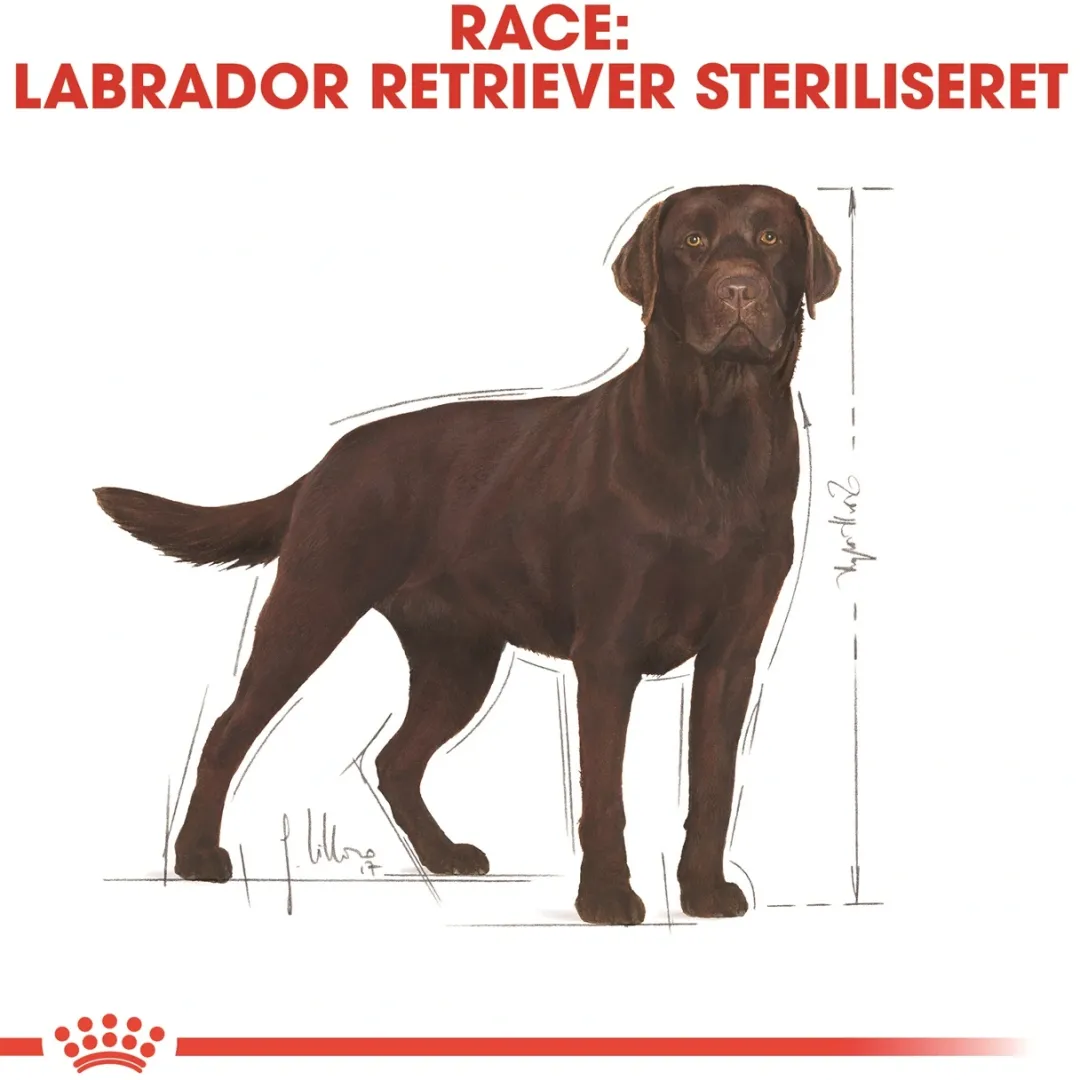 Royal Canin Hundefoder Royal Canin Labrador Retriever Sterilised Adult 12 kg - tørfoder til voksne hunde