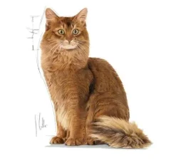 Royal Canin Kattefoder Royal Canin Light Weight Jelly vådfoder 85 g