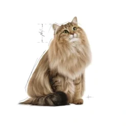 Royal Canin Kattefoder Royal Canin Light Weight Jelly vådfoder 85 g