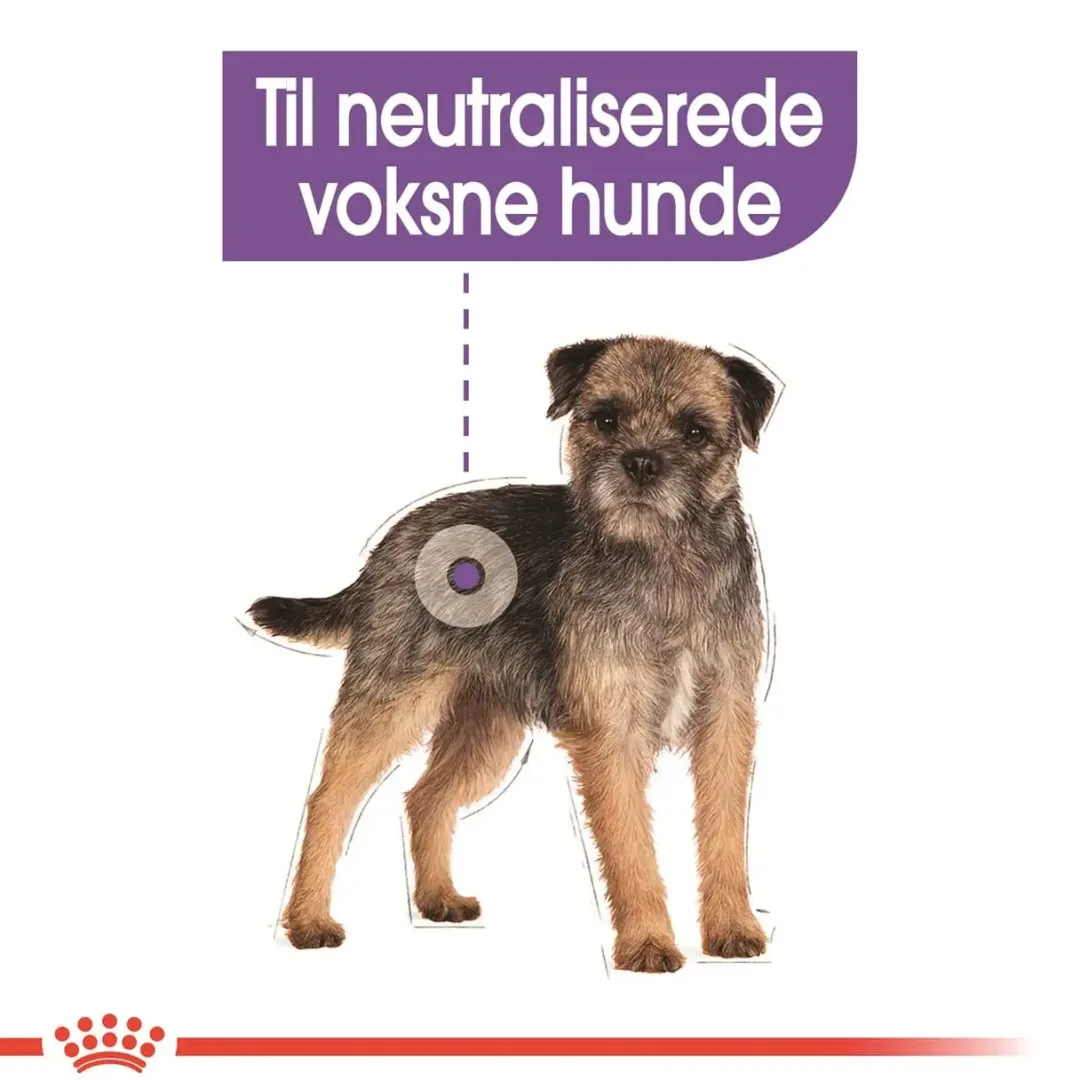 Royal Canin Hundefoder Royal Canin Mini Sterilised Adult 8 kg - hundefoder til steriliserede små hunde