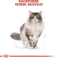 Royal Canin Kattefoder Royal Canin Norsk Skovkat 10 kg (Norwegian Forest Cat)