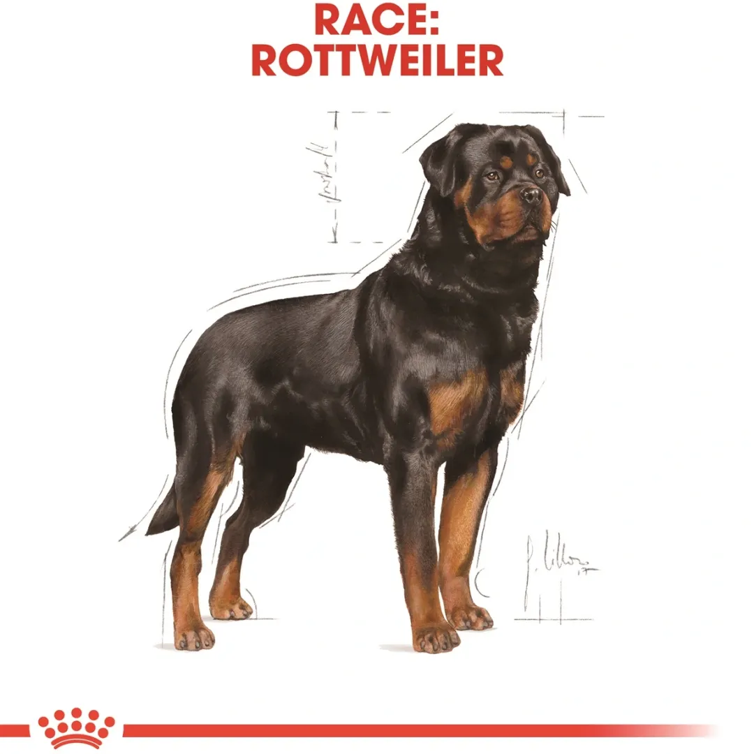 Royal Canin Hundefoder Royal Canin Rottweiler Adult 12 kg - tørfoder til voksne hunde