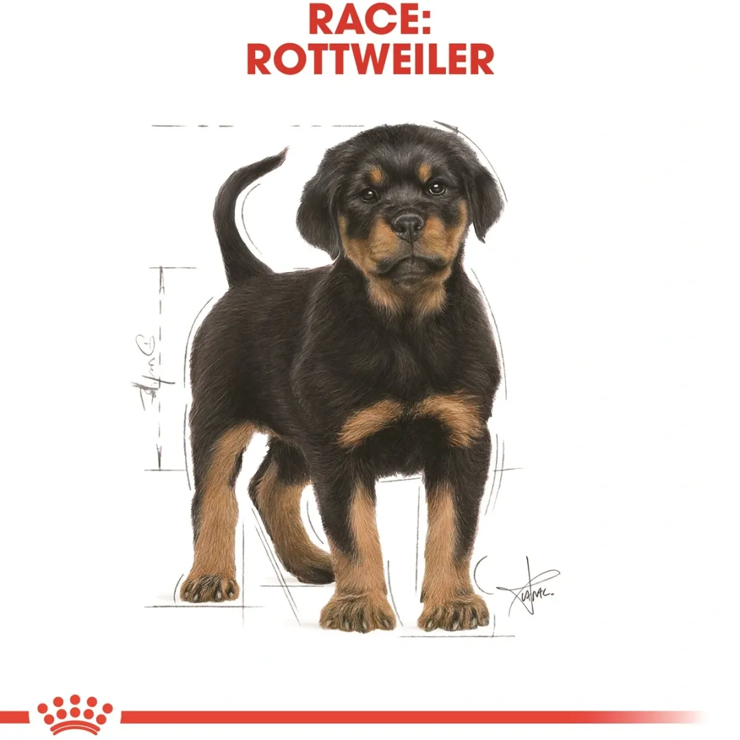 Royal Canin Hundefoder Royal Canin Rottweiler Puppy 12 kg - tørfoder til hvalpe