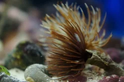 Saltvandsfisk Sabellastarte spectabilis Børsteorm