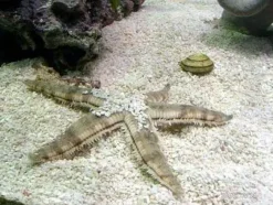 Koraller & bløddyr Sand søstjerne (Archaster typicus) 4-6 cm