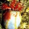 Saltvandsfisk Søæble (Pseuducolochirus violaceus)