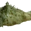 Koraller & bløddyr Søhare (Dolabella auricularia) 6-8 cm