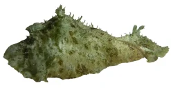 Koraller & bløddyr Søhare (Dolabella auricularia) 6-8 cm
