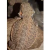 Krybdyr fra hele Verden Skægagame ungdyr (Pogona Vitticeps)