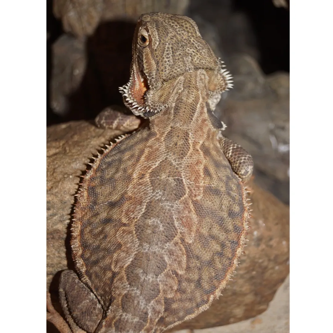 Krybdyr fra hele Verden Skægagame ungdyr (Pogona Vitticeps)