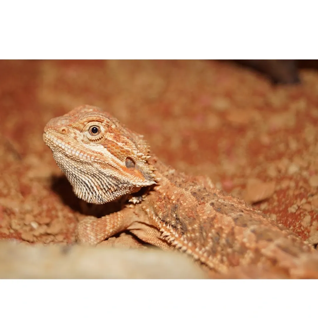 Krybdyr fra hele Verden Skægagame ungdyr (Pogona Vitticeps)