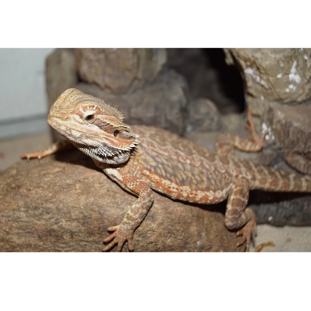 Krybdyr fra hele Verden Skægagame ungdyr (Pogona Vitticeps)