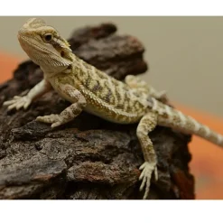 Krybdyr fra hele Verden Skægagame ungdyr (Pogona Vitticeps)