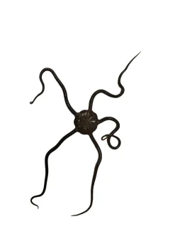 Saltvandsfisk Slangesøstjerne Ophioderma rubicundum