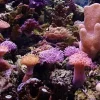 Koraller & bløddyr SoftCoral mix (Blødkoral mix)