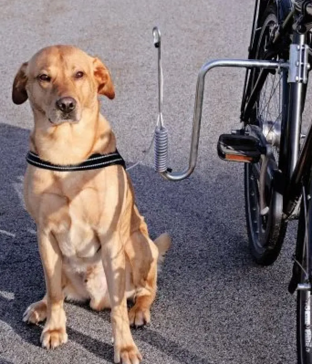 MiniZoo Springer komplet Cykelbeslag