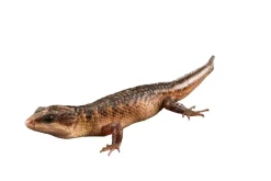 Krybdyr fra hele Verden Sulawesi Water Skink (Tropidophorus Baconi)