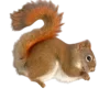 MiniZoo Tamiasciurus hudsonicus Egern