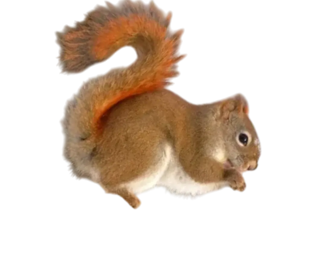 MiniZoo Tamiasciurus hudsonicus Egern