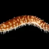 Saltvandsfisk Tigerhale Sø-agurk (Holothuria hilla)