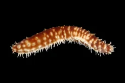 Saltvandsfisk Tigerhale Sø-agurk (Holothuria hilla)
