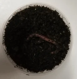 Levende foder til Akvariefisk Tigerorm 15 stk (Dendrobena veneta)