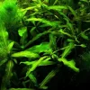 Tropica Akvarieplanter Tilbud Mix 5 stk Tropica planter