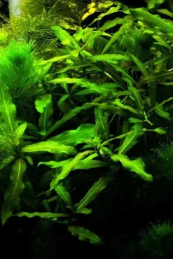 Tropica Akvarieplanter Tilbud Mix 5 stk Tropica planter