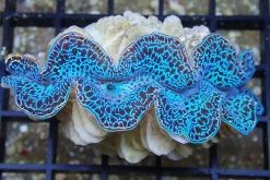 Saltvandsfisk Tridacna Maxima Blue musling 5 cm