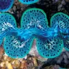 Saltvandsfisk Tridacna Maxima Blue Musling 9-10 cm