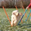 Trixie Agility Slalom - træning af smidighed
