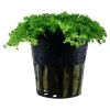 Tropica Akvarieplanter Tropica Akvaieplante i potte Micranthemum callitrichoides Cuba