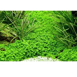 Tropica Akvarieplanter Tropica Akvaieplante i potte Micranthemum callitrichoides Cuba