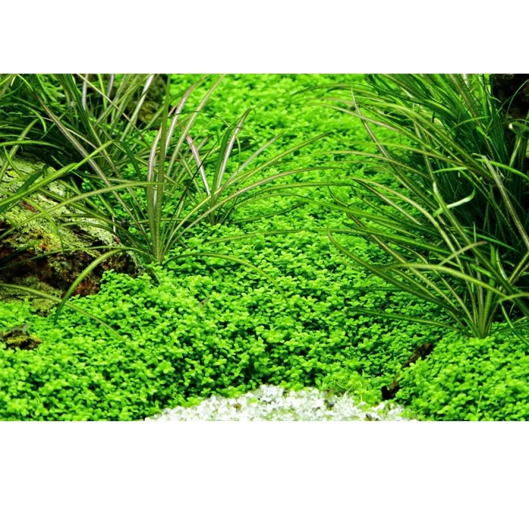 Tropica Akvarieplanter Tropica Akvaieplante i potte Micranthemum callitrichoides Cuba