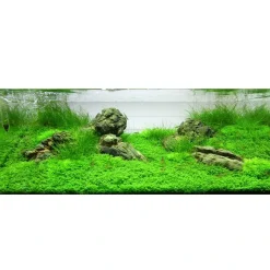 Tropica Akvarieplanter Tropica Akvaieplante i potte Micranthemum callitrichoides Cuba