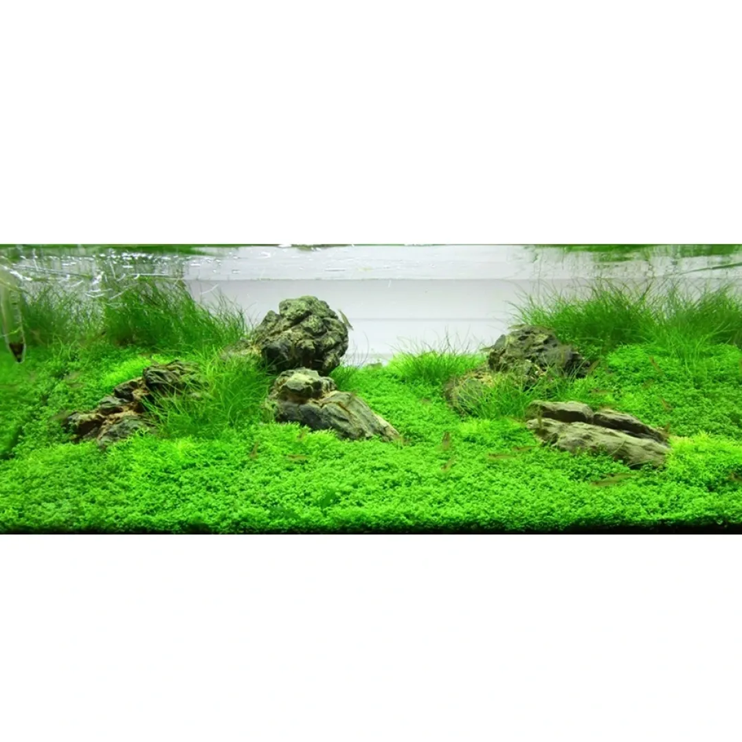 Tropica Akvarieplanter Tropica Akvaieplante i potte Micranthemum callitrichoides Cuba