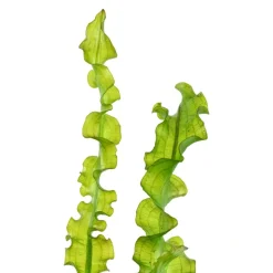 Tropica Akvarieplanter Tropica Akvarieplante Aponogeton longiplumulosus knold x 5