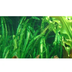 Tropica Akvarieplanter Tropica Akvarieplante Aponogeton longiplumulosus knold x 5