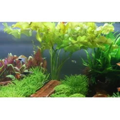 Tropica Akvarieplanter Tropica Akvarieplante Aponogeton ulvaceus i knold x 5