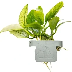 Tropica Akvarieplanter Tropica Akvarieplante Clips Anubias barteri var. nana 'Pinto'