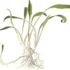 Tropica Akvarieplanter Tropica Akvarieplante i potte Cryptocoryne parva